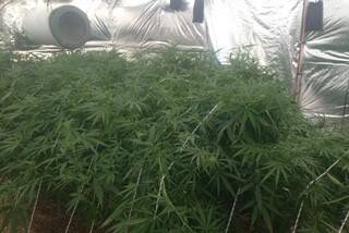 SEIZED: There were 10 mature cannabis plants found at one property in Armidale by police. Photo: New England District Police 