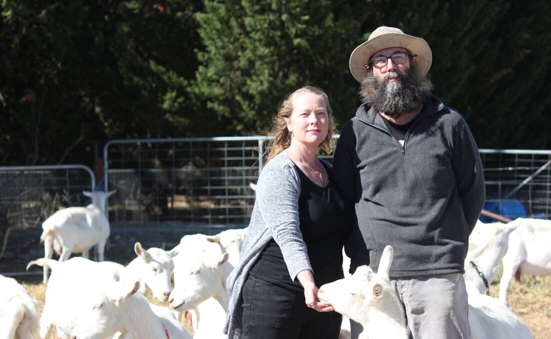 GOT THEIR GOAT: Sunhill Dairy Farm owners Corinne and Richard Annetts are unhappy about the solar farm proposed for Uralla. Photo: Madeline Link