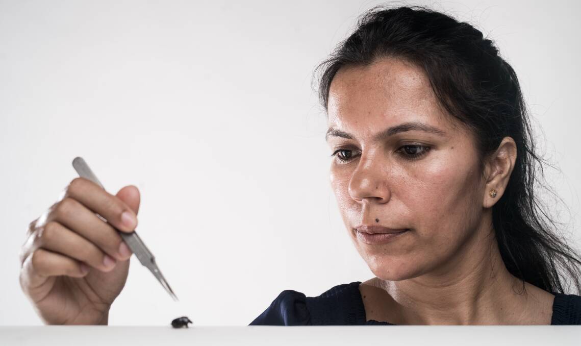 DUNG RESEARCH: University of New England researcher Amrit Pal Kaur with a dung beetle.
