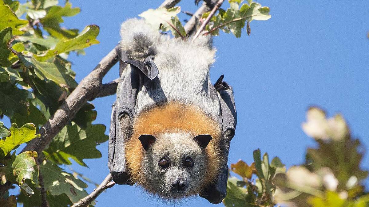 RELIEF: Flying fox camps took over both Tamworth and Armidale last year. Photo: Peter Hardin