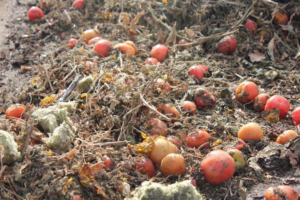 GREEN WASTE: Tomatoes that can't be sold from the Guyra tomato farm.