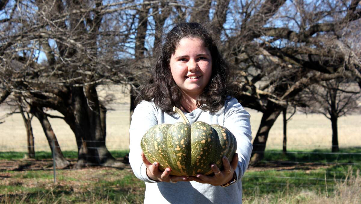 HELPING HAND: Glen Innes girl Alkira Blair-Bain helped to load the trailers for the pumpkin run on Monday.
