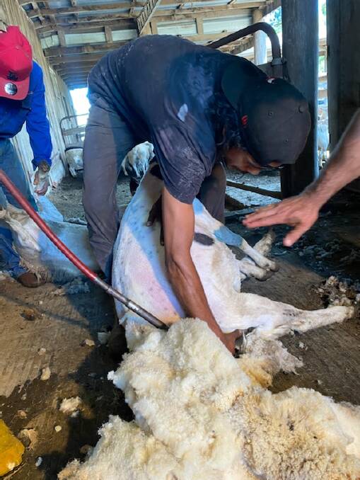 SHEARING: BackTrack's Russell Moore and Brenden Neen gained hands on experience during the program. Photo: Supplied