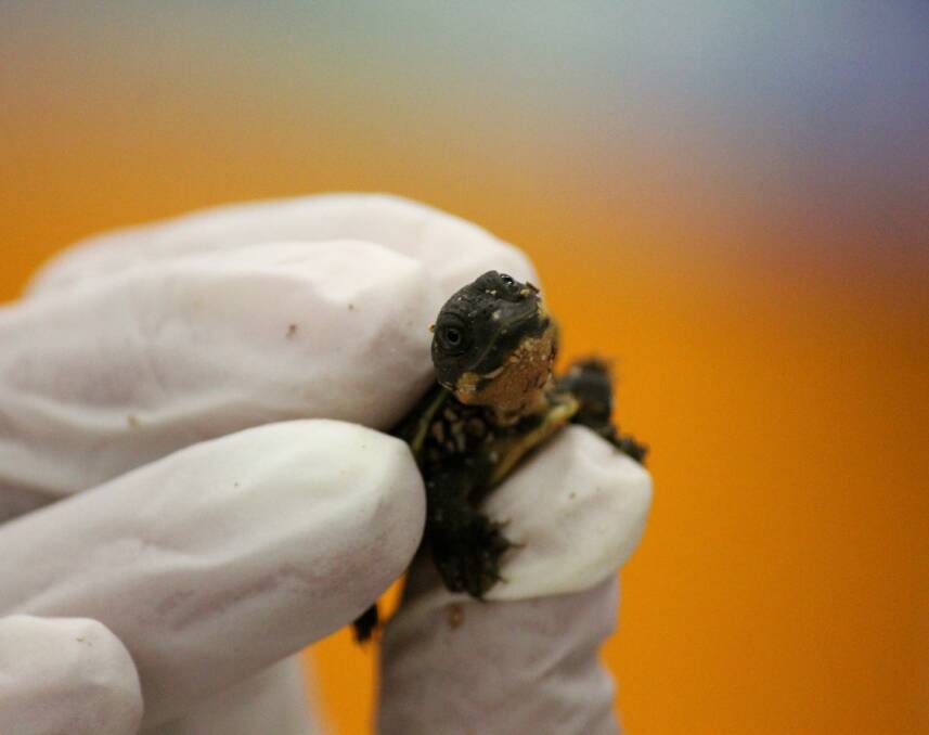 TURTLE TIME: One of the Bell's Turtle's that recently hatched at the University of New England. Photo: Madeline Link.