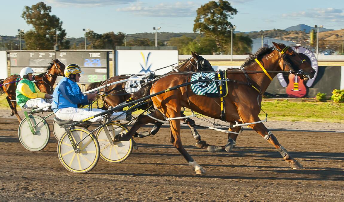 Top run: Mitch Faulkner driving Gottashopearly to a win at the last Tamworth meeting before heading to Albion Park with Onedin Highlander. Picture: PeterMac Photography