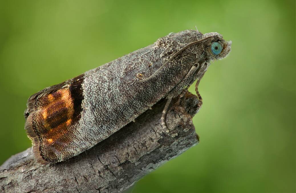 The codling moth is an unwanted visitor in the garden. Picture: Shutterstock.