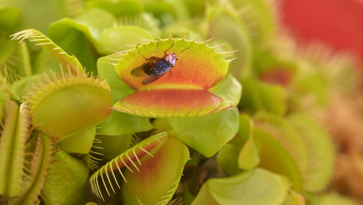 The Venus fly trap is a popular carnivorous house plant. Picture: Shutterstock.