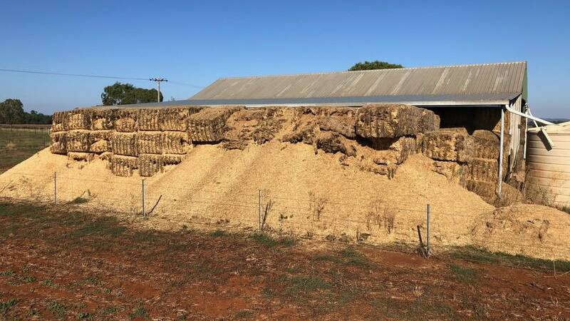 Mice have been devastated grain stores, hay stacks and crops throughout NSW. Picture: NSW Farmers