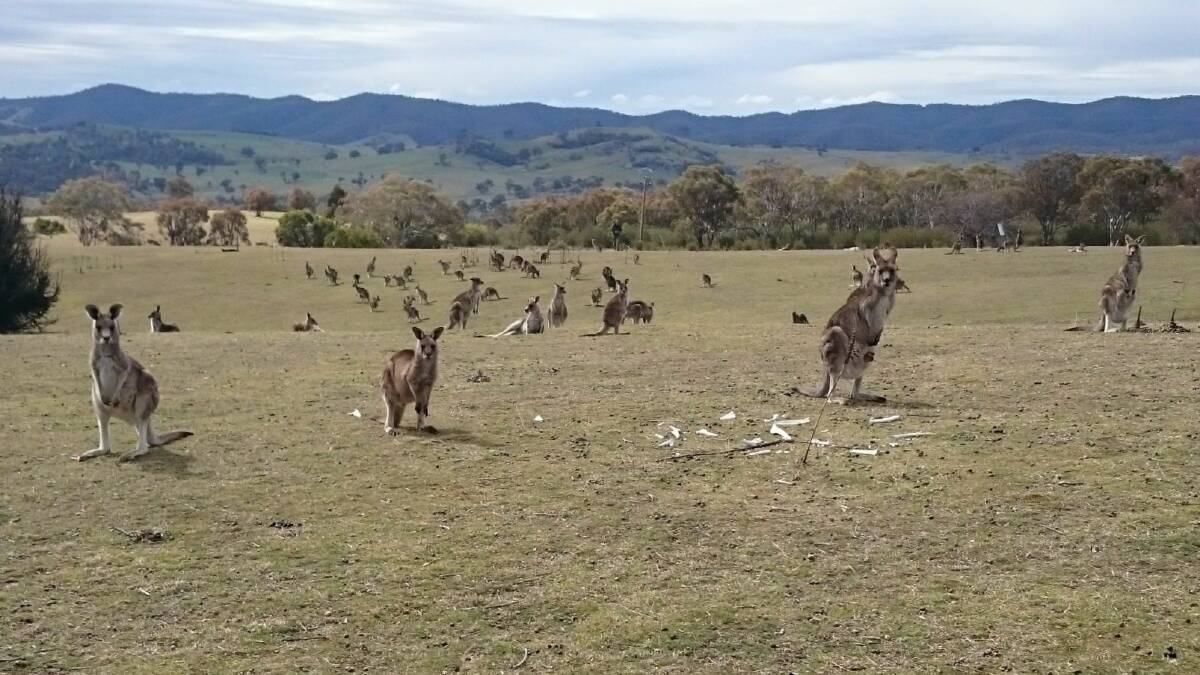 There's an estimated 50 million kangaroos in Australia. Picture: Supplied. 