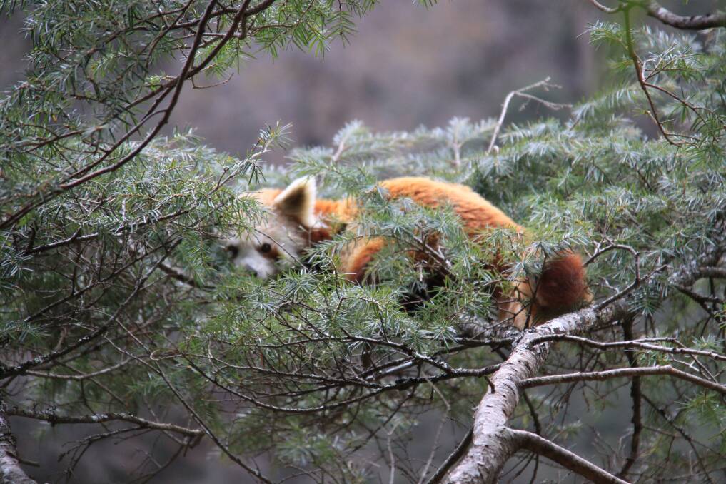 PAWS FOR THOUGHT: A red panda. Only 10,000 of this endangered species live in the wild. Photo: Ken Harris