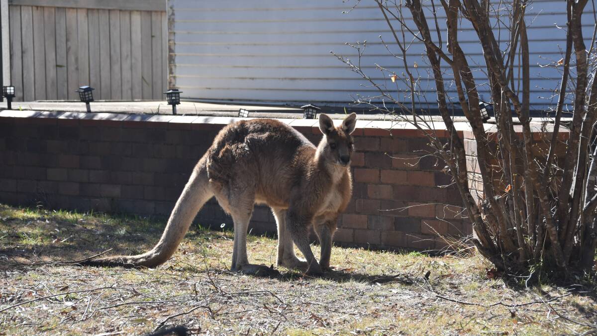 Kangaroo attacks Armidale woman in the street