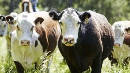 Early weaning: An important management option, LLS says