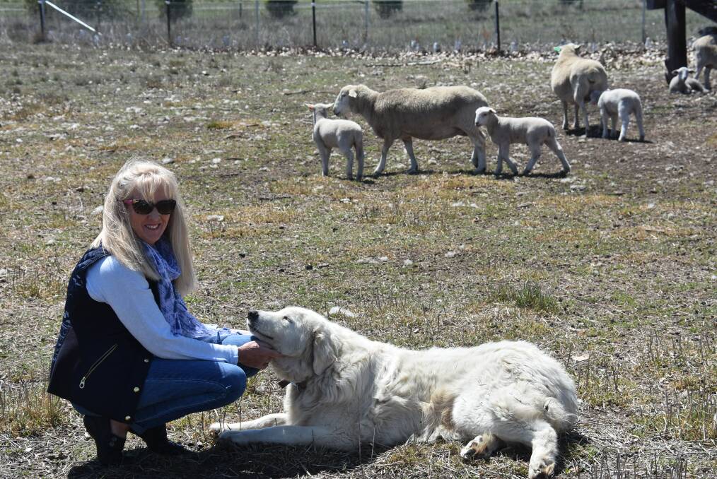 MAREMMA: Cathy Kimmorley with her seven-year-old maremma, Marlie - a complete sook with her family, but a devoted guardian of her sheep. “We’ve had all our lambs here, and we haven’t had a single loss!" Photo: N. Fuller