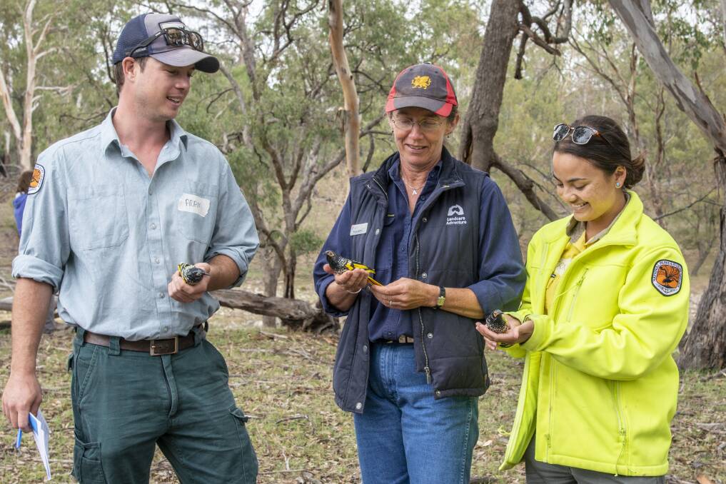CONSERVATION: Adam Baillie from National Parks & Wildlife Service, Anya Salmon from Northern Tablelands Local Land Services, and Bernadette Lai, also from National Parks and Wildlife Service, discuss the life-like 3D models of Regent Honeyeaters at the field day in Yarrowyck.
