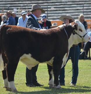 CHAMPION: Wongwibinda farmer Richard Ogilvie's prize-winning bull at the Royal Queensland Show.
