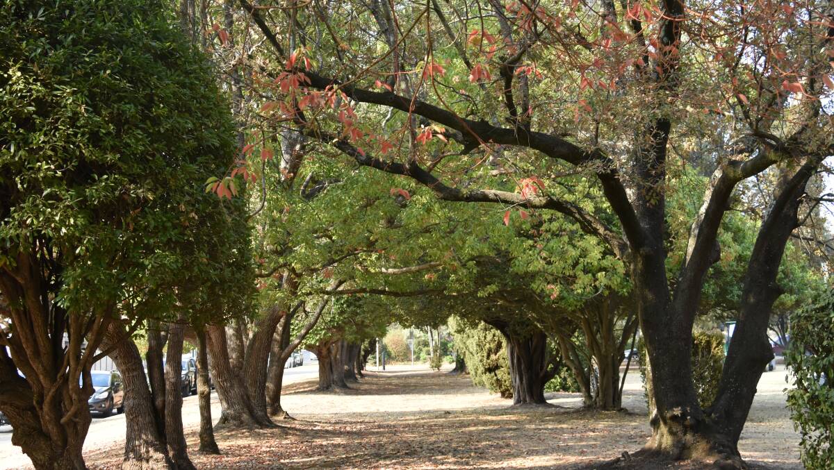 DROUGHT STRESS: The leaves in this avenue of trees are starting to brown. Photo: Nicholas Fuller