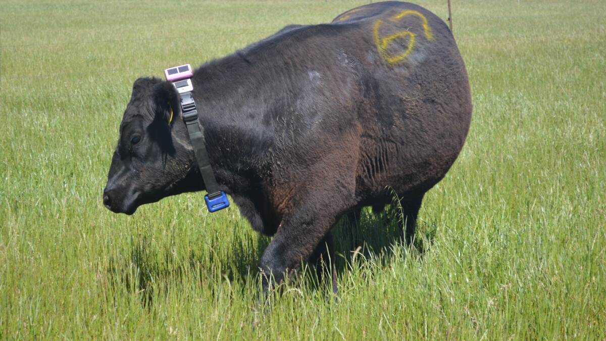Angus steer with sensor to record feed intake on pasture at CSIRO. Photo supplied by Dr Sonja Dominik.