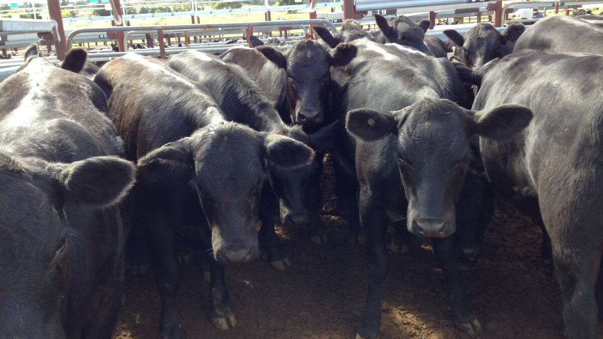Northern Tablelands producers need to plan ahead for summer, LLS advises