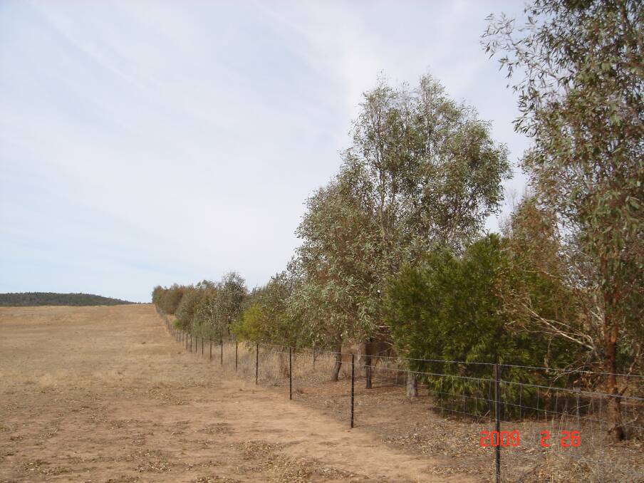 Native trees planted as a shelter belt on a farm. Photo supplied by Prof. Annette Cowie.