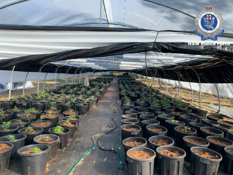 Police observed several greenhouses on the property which were found to contain an estimated 2000 cannabis plants varying in maturity.