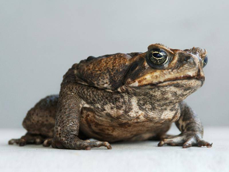Pauline Hanson has proposed a 10-cent bounty on cane toads to help eradicate the pest.