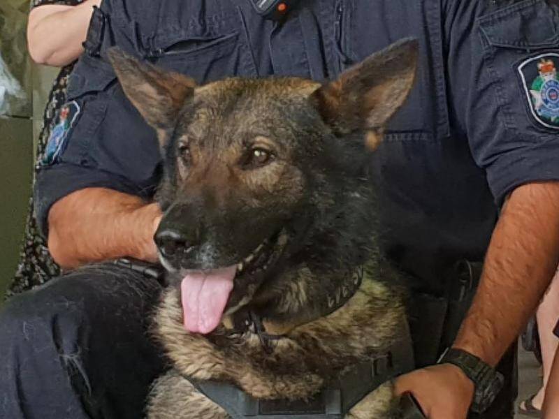 Police Dog Kaos received a large stab, but made a remarkable recovery and returned to work.