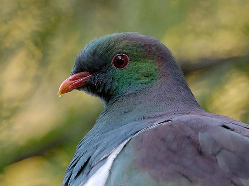 The kereru wood pigeon was crowned New Zealand's bird of the year after receiving 5833 votes.