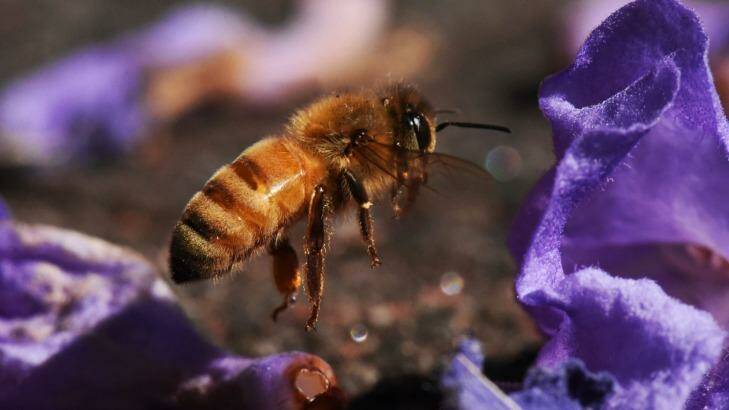The bee looks innocuous - but it can be deadly. Photo: Nick Moir 