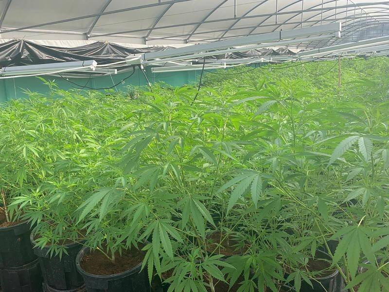 Nearly 3000 cannabis plants were discovered at the farm in Coominya, growing inside 19 greenhouses. (PR HANDOUT IMAGE PHOTO)