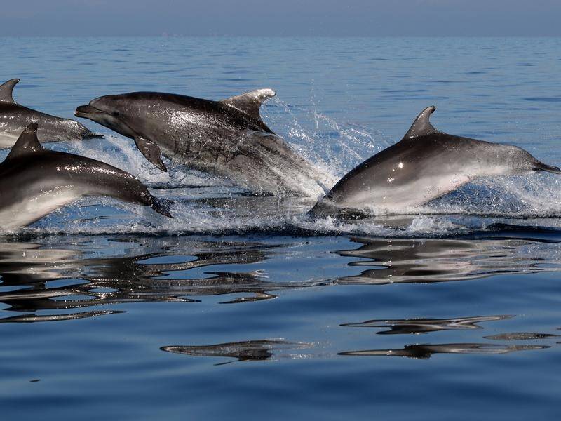 Choosy Dolphins like to stick together once they've bonded in tight-knit groups, research shows.