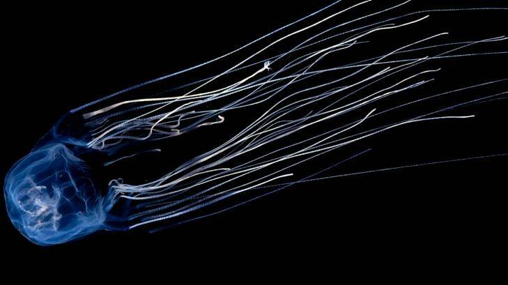 Box jellyfish were responsible for three fatalities between 2000 and 2013. Photo: National Geographic