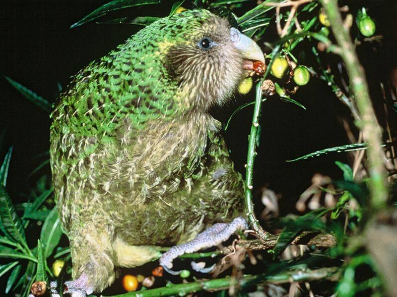 A concerted scientific effort to rescue New Zealand's kakapo has increased the population to 200.