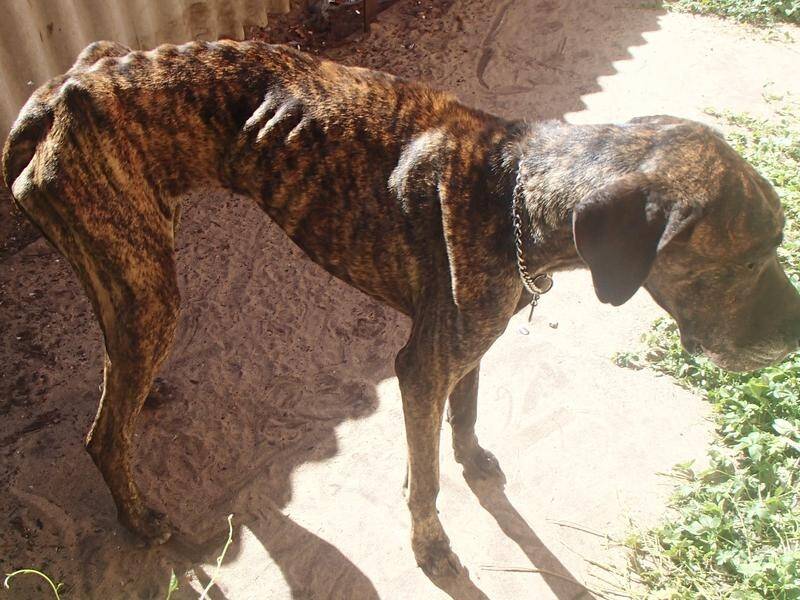Police found Redley, a five-year-old Great Dane, in an emaciated state at a Perth home in 2019.
