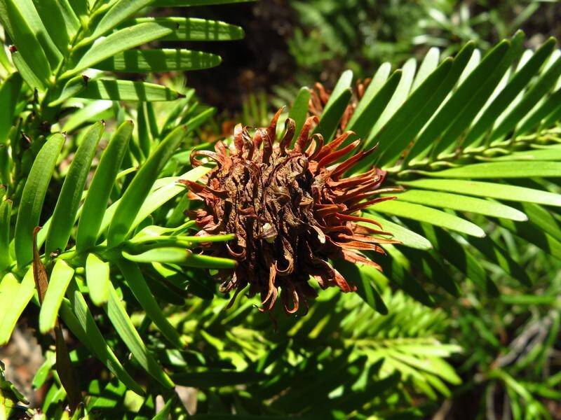An "insurance plantation" of Wollemi Pines has been set up in NSW to ensure its survival.
