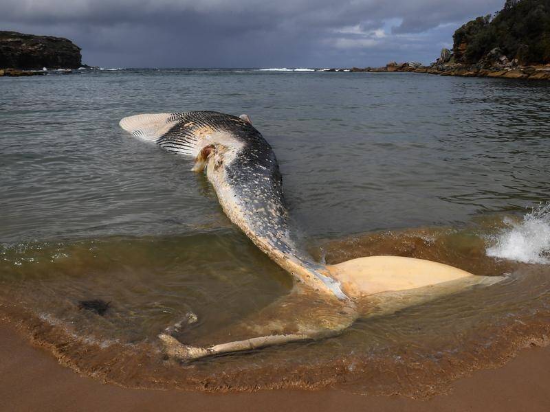 Authorities are trying to work out how to remove a whale carcass from an inlet south of Sydney.
