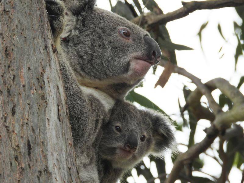 Scientists in NSW are conducting a clinical trial of a chlamydia vaccine for koalas. (PR HANDOUT IMAGE PHOTO)