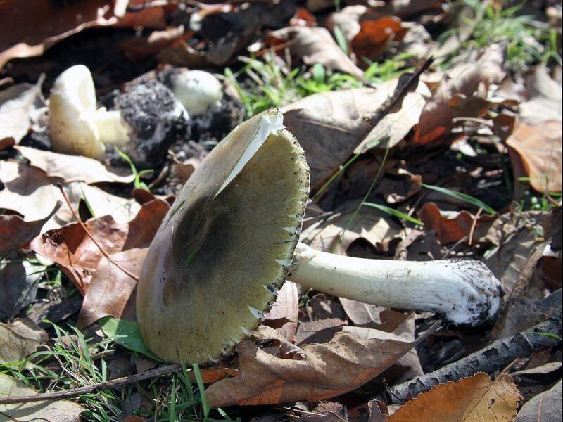 Poisonous mushrooms including Death Cap mushrooms are growing across Victoria.