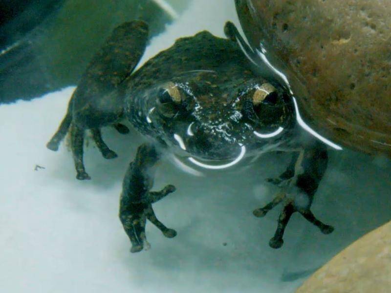 The Booroolong frogs have been moved into a dedicated breeding facility at Taronga Zoo.
