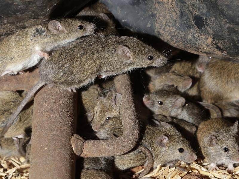 Mice have been recorded swarming across roads in NSW, as numbers also increase in other areas. (AP PHOTO)