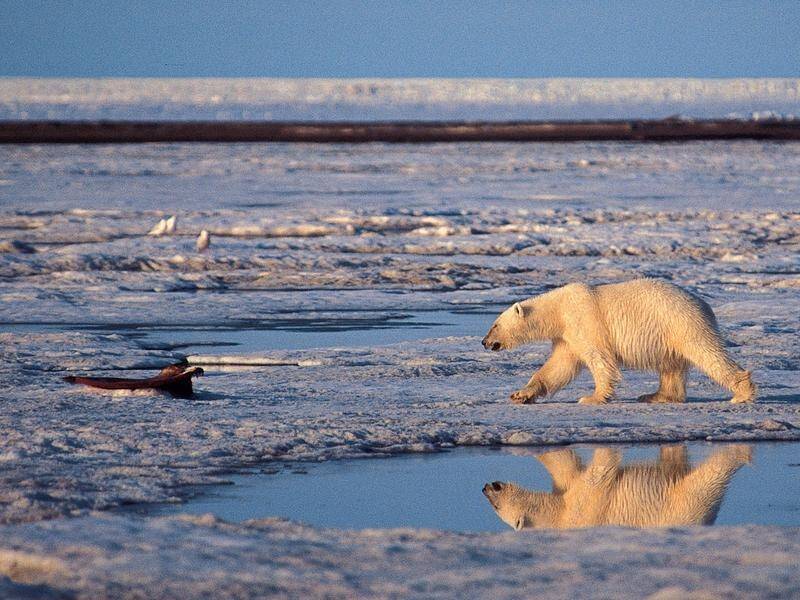 Climate change is driving polar bears closer to human centres, where they are not always welcome.