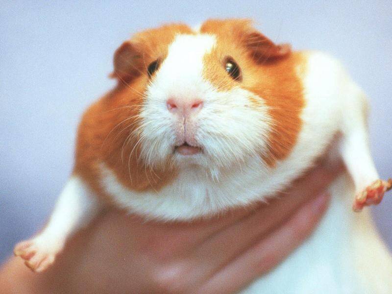 Guinea pig fat