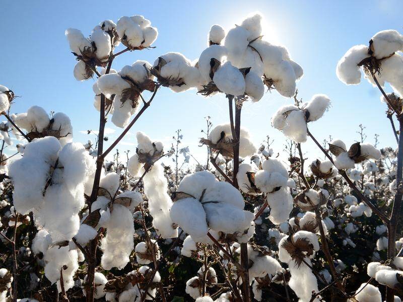 An environmental group is taking legal action against the NT government over a plan to plant cotton. (Dave Hunt/AAP PHOTOS)