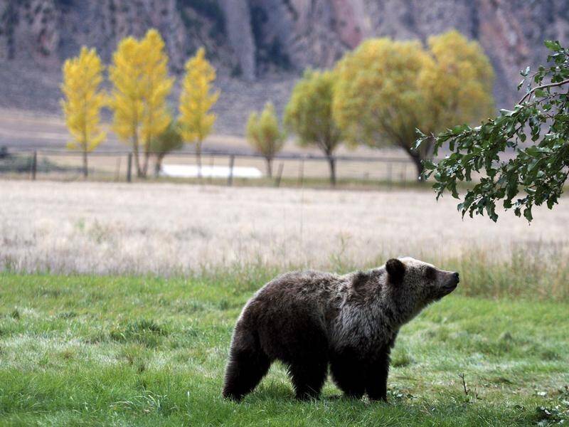 A US judge has restored federal protections to grizzly bears in the Northern Rocky Mountains.