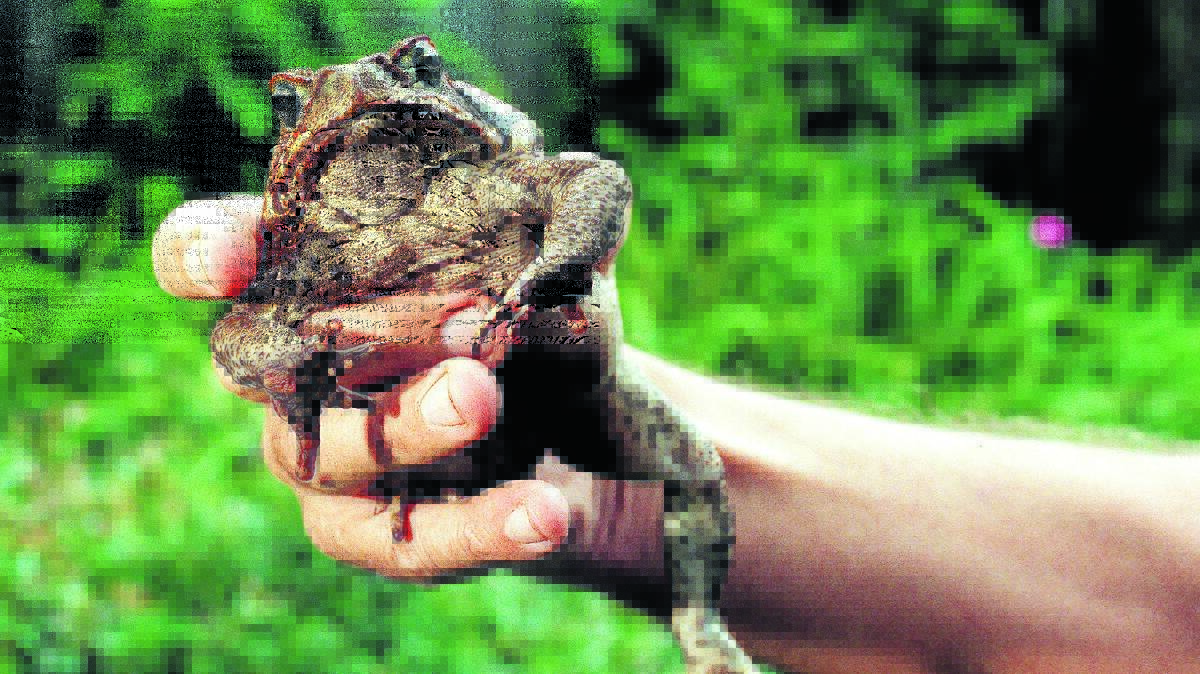 NORTHERN VISITOR: A resident of Armidale has found a cane toad in her back yard while mowing the lawn on Sunday.