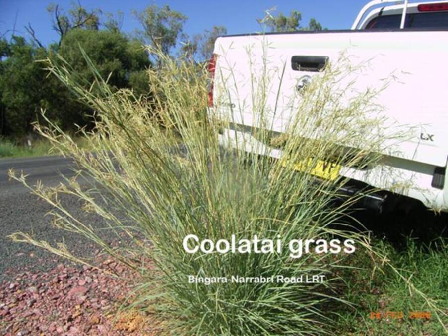 SPREADING: Mainly along the sides of the road and in stock routes, Coolatai Grass is now moving eastwards.