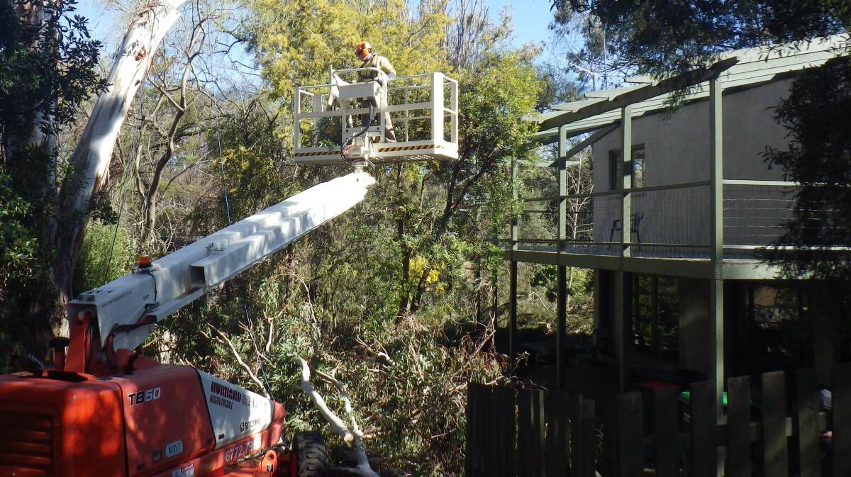 Contractor Tom Konig was engaged by a number of Black Gully residents to help create a 15-metre buffer between residential properties and trees previously occupied by a flying fox colony. 