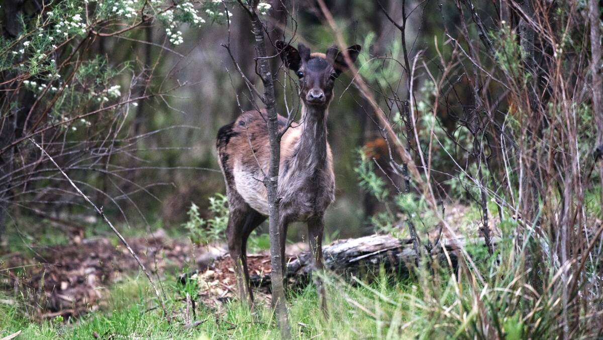 CULL: They shot 1600 last year near Jindabyne and Thredbo, and it did not make even the slightest dent in the huge feral deer population in that region. Photo: Nick Moir.