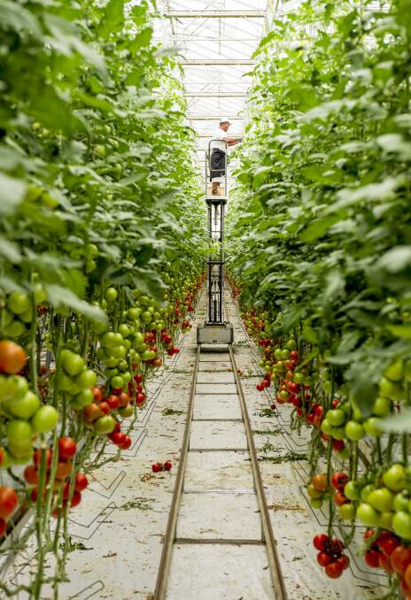 CROP: A busy worker inside a Costa's Tomato glasshouse at Guyra
