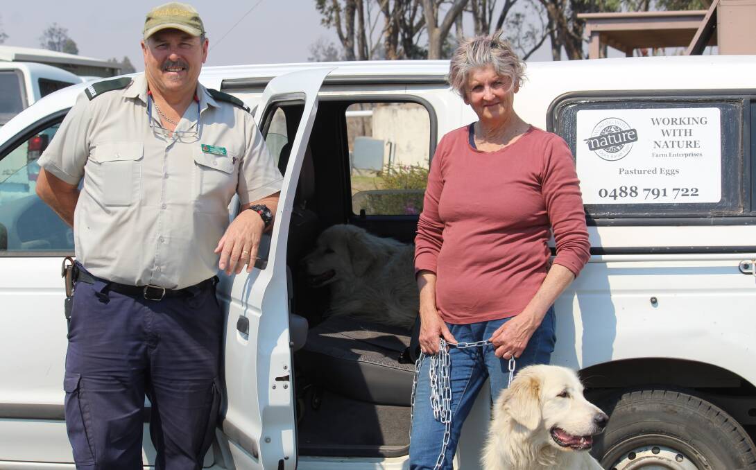 GOING HOME: Ranger Ian Chetcuti see's off Fiona Smith's Maremma Sheepdogs on Wednesday morning.