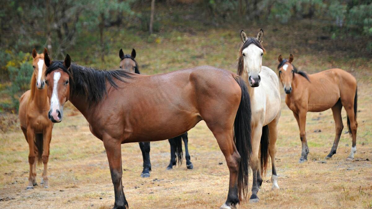Wild horses could replace fire